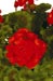 Costa Brava Scarlet