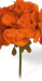 Dark Costa Brava Bright Orange