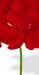 Costa DouradaBright Red
