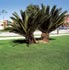Cycas revoluta