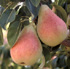 Pera de Jumilla