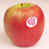 Pink Lady