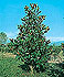 Magnolia grandiflora