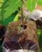Growblock