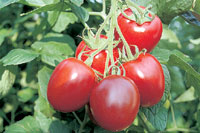 Las mejores hortalizas de las tierras de Almera