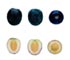 Arbequina