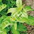 Stevia