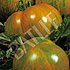 Tomate Green Zebra