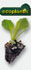 Ecoplantis