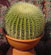 Echinocactus grusonii  de espinas exuberantes