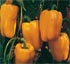 Pimiento lamuyo amarillo Pekn