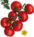 Tomate rama Brigram