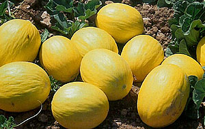 Meln amarillo Astralia