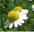 Aromticas y culinarias