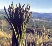 Esprrago