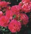 Manou Meilland Var. Meitulimon