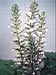Acanthus Mollis