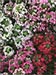 Alyssum (Lobularia Martima)