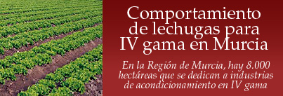 Comportamiento de lechugas para IV gama en el valle del Guadalentin-Lorca-(Murcia)